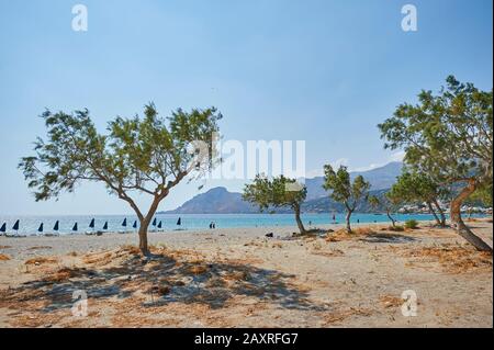 Arbre sur la plage de Plakias, Crète, Grèce Banque D'Images