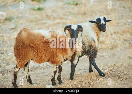 Moutons domestiques, Ovis orientalis bélier, sur le côté, debout, été, Crète, Grèce Banque D'Images