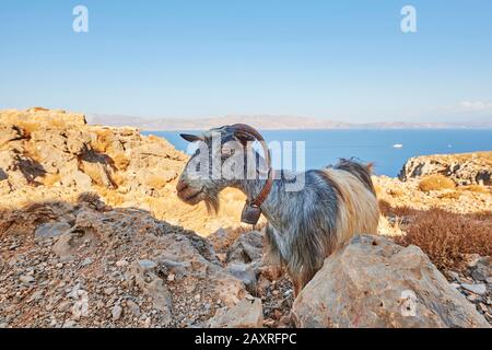 Chèvre domestique, Capra aeagrus hircus, frontal, debout, Crète, Grèce Banque D'Images