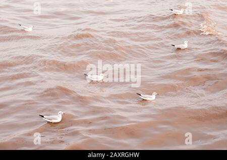 Petit troupeau d'oiseaux mouettes flottant sur la surface de la mer sous lumière chaude du soir au Bang Pu à Samut Prakarn près de Bangkok - Thaïlande Banque D'Images