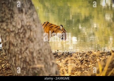 Grand mâle tigre dans l'habitat de la nature. Le tigre marche pendant la lumière dorée. Faune sauvage avec animal dangereux. L'été chaud en Inde. Sécher la zone avec Banque D'Images