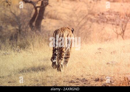 Grand mâle tigre dans l'habitat de la nature. Le tigre marche pendant la lumière dorée. Faune sauvage avec animal dangereux. L'été chaud en Inde. Sécher la zone avec Banque D'Images