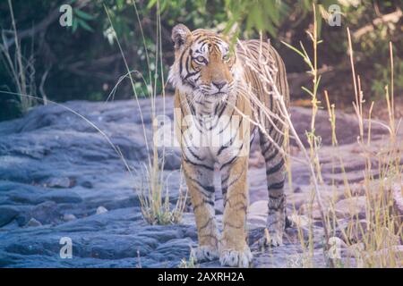 Grand mâle tigre dans l'habitat de la nature. Le tigre marche pendant la lumière dorée. Faune sauvage avec animal dangereux. L'été chaud en Inde. Sécher la zone avec Banque D'Images