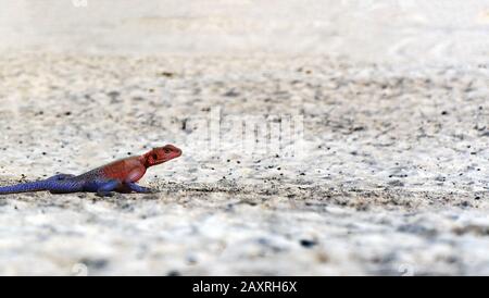 Rainbow agama dans le sable (Agama agama), au sud du soudan Banque D'Images