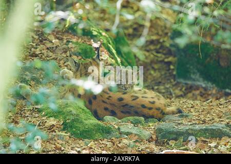 Lynx eurasien, Lynx lynx, mère jeune, couché, forêt bavaroise, Bavière, Allemagne, Europe Banque D'Images