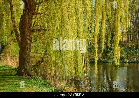 Saule pleuré, Salix sepulcralis 'Chrysocome', floraison, printemps Banque D'Images