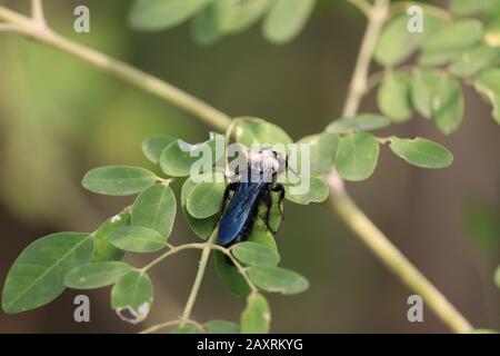 gros plan d'un insecte de guêpe noir qui repose sur une feuille verte de l'arbre du batteur avec fond vert vintage, concept pour la saison estivale, insecte de guêpe ima Banque D'Images