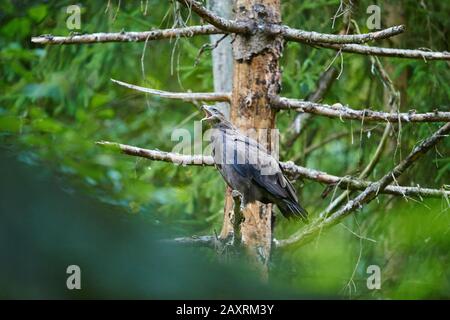 Aigle à pois, Aquila pomarina, appelez, Side, Bavarois Forest Banque D'Images