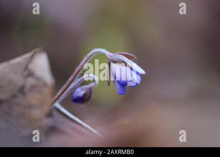 Liverwort, Hepatica nobilis, fleur, bourgeon, détail Banque D'Images