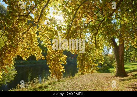 Aire de loisirs Stone Bridge, automne, Regensburg Banque D'Images