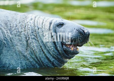 Joint commun, Phoca vitulina, eau, portrait, sur le côté Banque D'Images