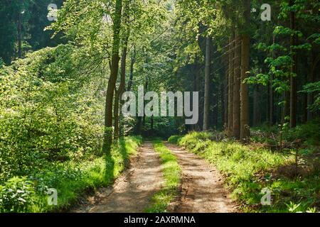 Paysage, route forestière, forêt d'épicéa, Picea abies, printemps, Saxe, Allemagne Banque D'Images