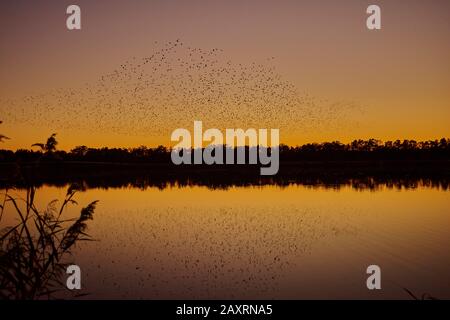 Les étoiles de mer communes (Sturnus vulgaris), troupeau d'oiseaux, mouche, coucher de soleil, lac, Haut-Palatinat Banque D'Images