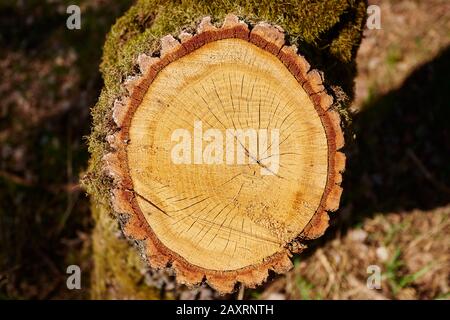 Chêne Pedunculate (Quercus robur, Quercus pedunculata), tronc d'arbre, section transversale Banque D'Images