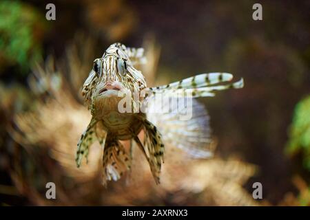 Pacific Lionfish, Pterois volitans, tête sur, baignade Banque D'Images