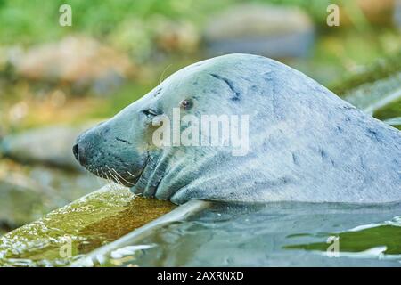 Joint commun, Phoca vitulina, eau, portrait, sur le côté Banque D'Images