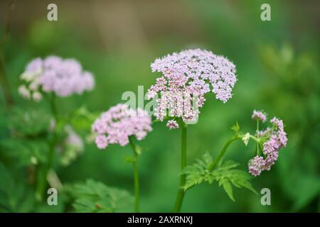 Cerfeuil pileux (Chaerophyllum hirsutum), floraison, bayern, Allemagne Banque D'Images