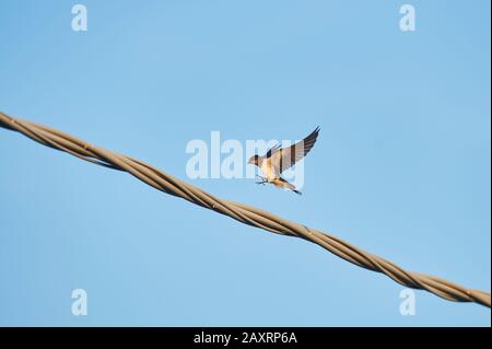 Grange Déglutissez, Hirundo rustica, vol, ciel, latéral, Croatie, Europe Banque D'Images