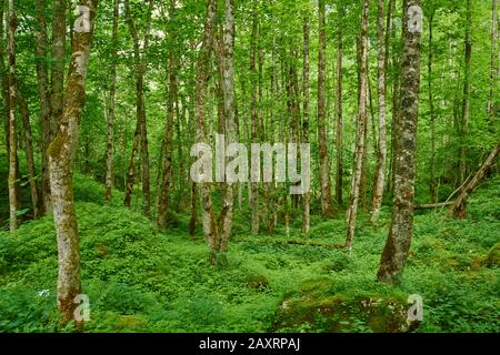 L'érable de Norvège ou l'érable à feuilles pointues (Acer platanoides), la forêt, Königssee, Berchtesgadener Land, Bavière, Allemagne Banque D'Images