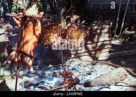 Cochon de succion traditionnel cuit sur le gril à charbon. Le petit cochon est grillé dans son ensemble sur un feu ouvert. Cochon organique sur la broche. Banque D'Images