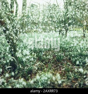 Prairie avec chutes de neige dans le défrichement forestier, Galanthus, composition Banque D'Images