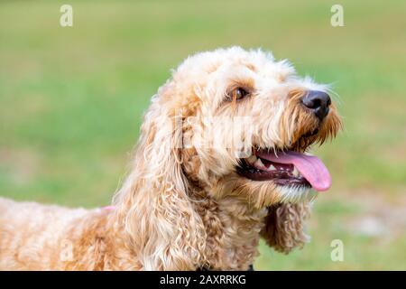 Un chiot aux épices de couleur miel est assis tranquillement dans un parc après avoir joué avec un ballon. Banque D'Images