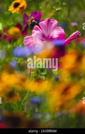 Pré de fleur d'été avec mallow annuel, composition, Lavatera trimestre Banque D'Images