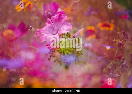 Pré de fleur d'été avec mallow annuel, composition, Lavatera trimestre Banque D'Images