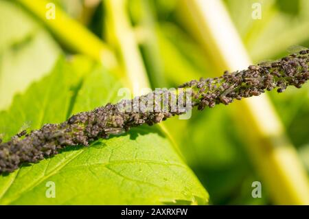 Puceron (Aphidodea) sur la tige d'une plante. Parasites de jardin. Macro. Mise au point douce. Banque D'Images