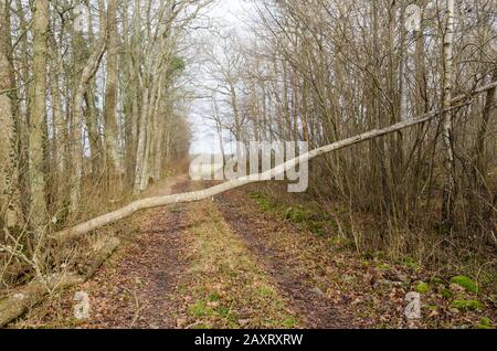 Arbre tombé bloquant une route de campagne dans une forêt caduque d'ici la saison de printemps Banque D'Images