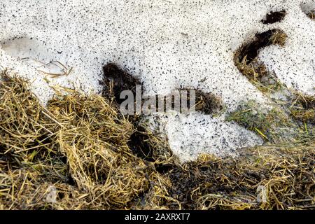 dans une dérive de neige partiellement fondue, des herses de rongeur ont été posées pour l'hiver avec de l'herbe ancienne sèche, isolant de logement pour l'hiver, foyer sélectif Banque D'Images