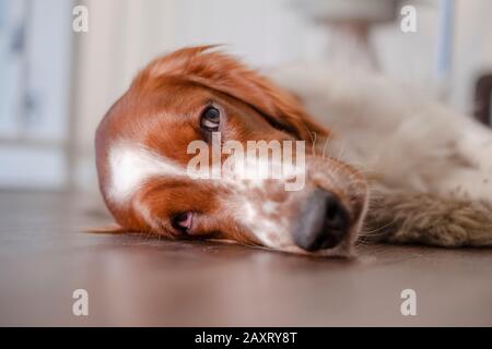 Chien, compositeur irlandais rouge et blanc couché fatigué sur le sol Banque D'Images