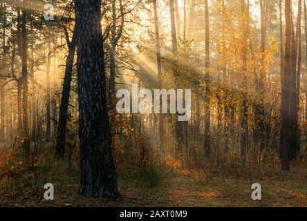 Marchez dans la forêt d'automne. Rayons du soleil. Couleurs d'automne. Brouillard. Banque D'Images