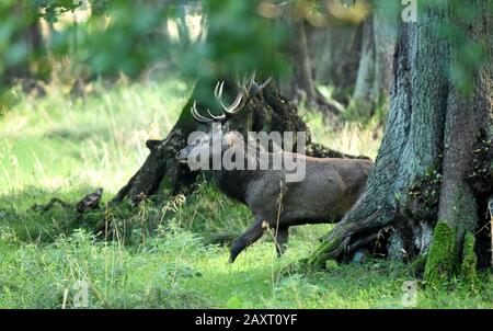 Cerf rouge rut, cerf de la capitale dans la forêt Banque D'Images
