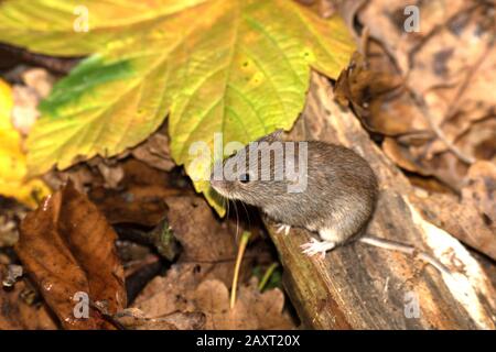 bank vole à la recherche de nourriture dans la forêt Banque D'Images