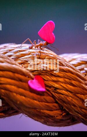 Sous embargo JUSqu'au 0001 VENDREDI 14 FÉVRIER, UN cime porte un pétale miniature en forme de coeur de rose à son nid dans les jardins du zoo de Bristol, où ils les utilisent pour cultiver des champignons comme nourriture. Les pétales de rose, coupés en petites formes gérables se décomposent rapidement et attirent les fourmis, aidant à augmenter les nutriments pour le champignon dans leur nid. Banque D'Images