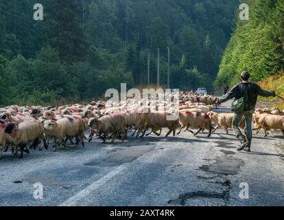 Troupeau de moutons, berger sur Transfagarasan Road, Fagaras Mountains dans les Carpates du Sud (Alpes de Transylvanie), Roumanie Banque D'Images