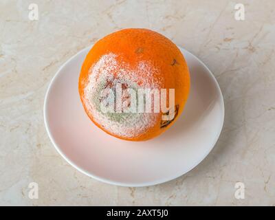 Orange pâle avec moule vert blanc sur une soucoupe au-dessus d'une table de cuisine. Agrumes pourris. Champignon moldy sur orange pourri. Fruits gâtés. Contamination alimentaire. Banque D'Images