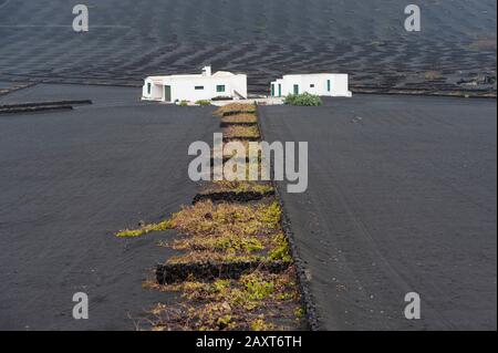 Lanzarote, La Geira. Weingut. La Geria : Weinbaugebiet. Banque D'Images