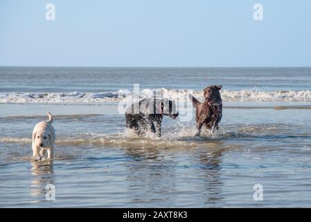 Chiens jouant dans le surf à la plage, une journée ensoleillée Banque D'Images