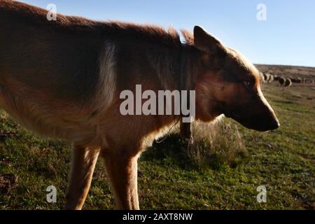 Troupeau de moutons et chien loup Banque D'Images