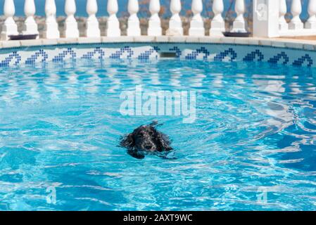 Chien de fée de Cocker nageant en anglais dans la piscine Banque D'Images