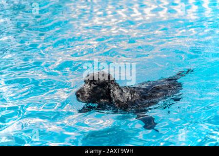 Chien de fée de Cocker nageant en anglais dans la piscine Banque D'Images