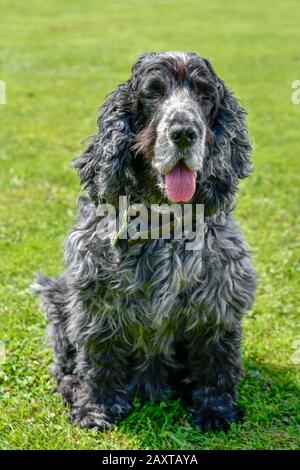 Portrait du chien de spaniel de cocker anglais de onze ans Banque D'Images