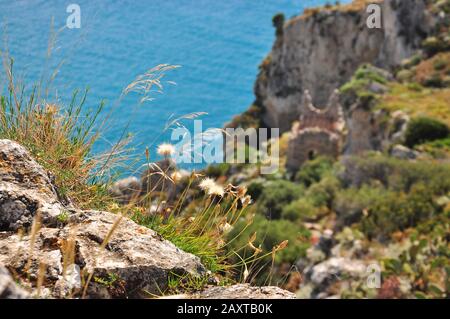 La croissance des fleurs de cheveux au bord d'une falaise avec un fond de printemps, la mer, la nature et une tour en ruines. Faune de Capo di Milazzo, Sicile, Italie Banque D'Images