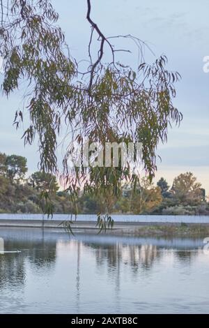 Eucalyptus au coucher du soleil dans un lac. Ciel coloré lumineux et de belles réflexions. Andalousie Marbella Malaga Banque D'Images