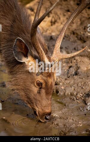 Inde, Rajasthan, Ranthambhore, Parc National, zone 1, cerf-sambar mâle rusa unicolor buvant au cours du cours d'eau, natif, sous-continent, vulnérable, résident Banque D'Images