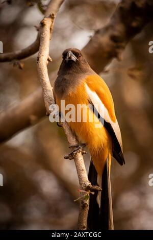 Inde, Rajasthan, Ranthambhore, Parc National, zone 1, oiseau de la tremepie Rufous Dendrocitta vagabla Banque D'Images