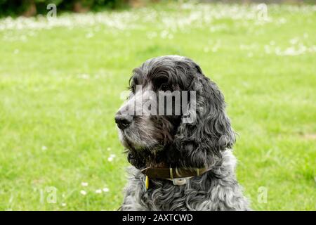 Portrait 10 ans anglais cocker spaniel Banque D'Images