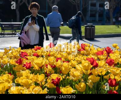 San Francisco, États-Unis. 12 février 2020. Un visiteur prend des photos des tulipes en fleurs lors d'une exposition de tulipes à San Francisco, aux États-Unis, le 12 février 2020. Crédit: Li Jianguo/Xinhua/Alay Live News Banque D'Images